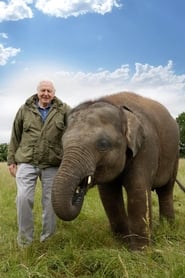 Attenborough and the Giant Elephant постер