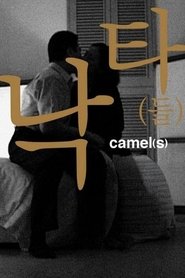 Poster Camel(s) 2002