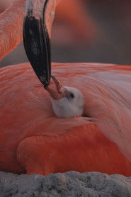 Flamingos: Life After the Meteorite