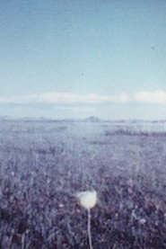 MONGOLIAN PATY