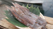 Spear Squid