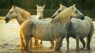 The Horse