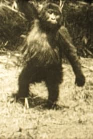 Afrikanische Affen (1936)