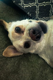 Daisy