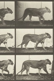 Lioness Walking постер