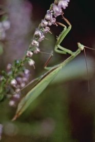 Poster Praying Mantis 1959