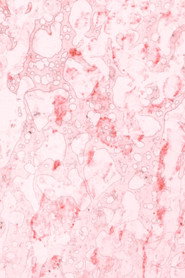 Earthworms Spit Love Songs