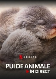 Pui de animale în direct