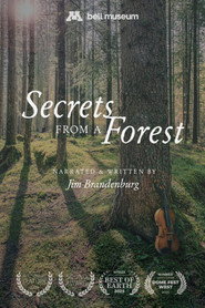 Secrets From a Forest
