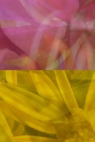 Poster Mutus Floris 2011