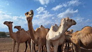 Kenya: The Camel Milk Gamble