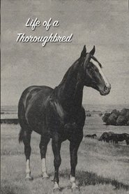 Poster Life of a Thoroughbred 1941
