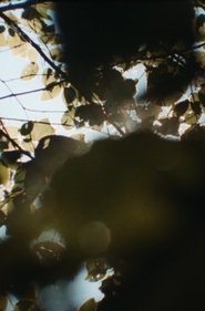 sunspots, burnt into my heart 2023 Бесплатан неограничен приступ