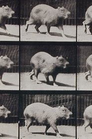 Capybara Walking 1887