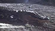 Alligator Incident