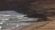 Episode 5: A Turtle's Legacy