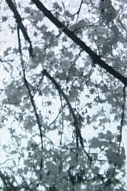 Branches Along the Trail