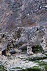 Affiche de Capturing The Rare Snow Leopard On Camera