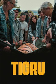 Tigru