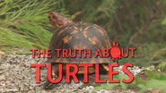 Truth about Turtles
