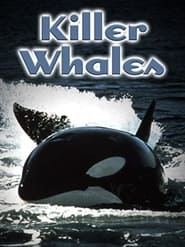 Killer Whales- Up Close and Personal