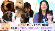 Afsnit 39