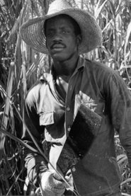 Poster Susan After the Sugar Harvest 1970