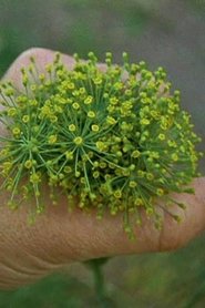 Poster Kalendar 2008