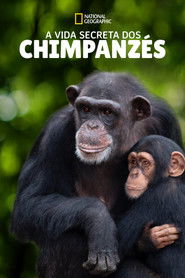 Image A Vida Secreta dos Chimpanzés