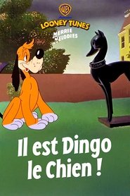 Il est dingo le chien