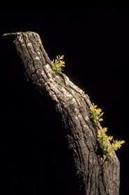 Giuseppe Verdi - La Forza del Destino (2024)