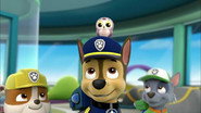 Paw Patrol: Patrulla de Cachorros - Episodio 36: Episodio 36