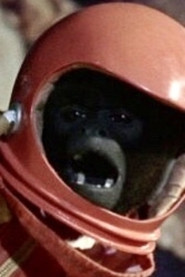 The Woolly Monkey 300x450