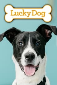 Lucky Dog постер