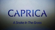 Video Blogs: A Snake In The Grass
