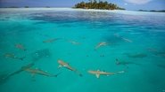 Shark Island