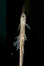 SAD  WORKER GOES FISHING AND LIKES IT?!? (2024)