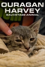 Surviving Harvey: Animals After the Storm 2017 Бесплатан неограничен приступ