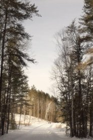 A Sad Story About a Tree poster watch A Sad Story About a Tree now