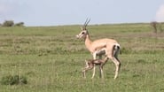 Tanzanie, la nature à l'état sauvage en streaming