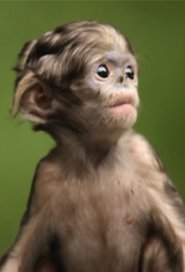 MongoDB.Entities.FuzzyString