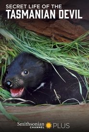 Secret Life Of The Tasmanian Devil poster