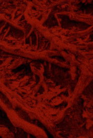 Language of the Entrails (2025)