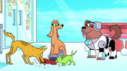 Animals, It's Just a Word!