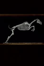 Poster Skeleton of Horse