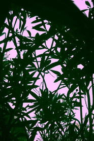 This Simple Beautiful World