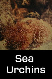 Sea Urchins