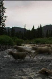 Hell Roaring Creek 2010 Бесплатный неограниченный доступ