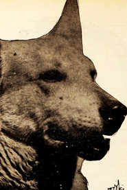 Lightning the German Shepherd