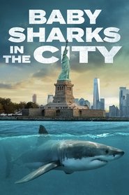 Baby Sharks in the City Baby Sharks in the City